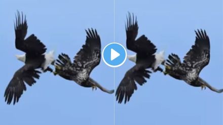 Video showing two eagles