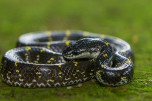 spotted wolf snake,