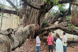 Sangli, branches, banyan tree,