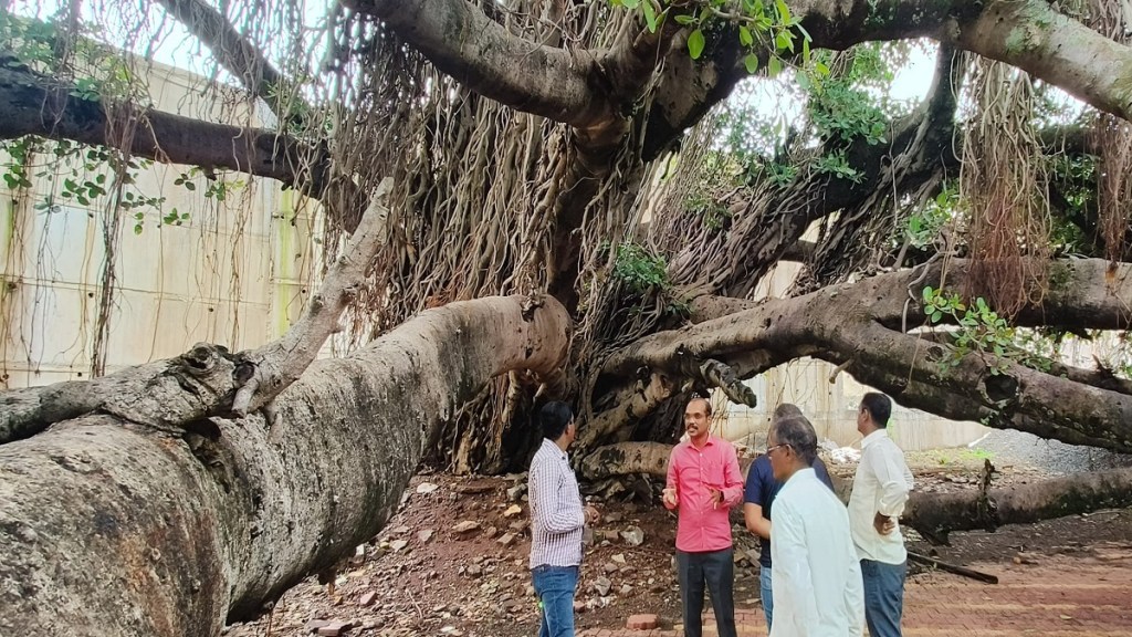 Sangli, branches, banyan tree,