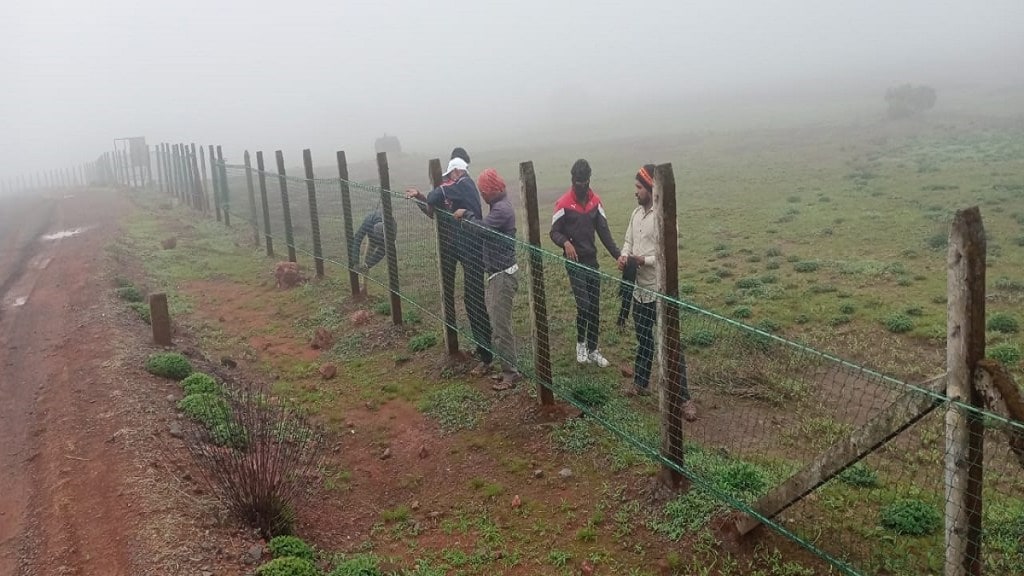 kaas plateau, Tangus net,