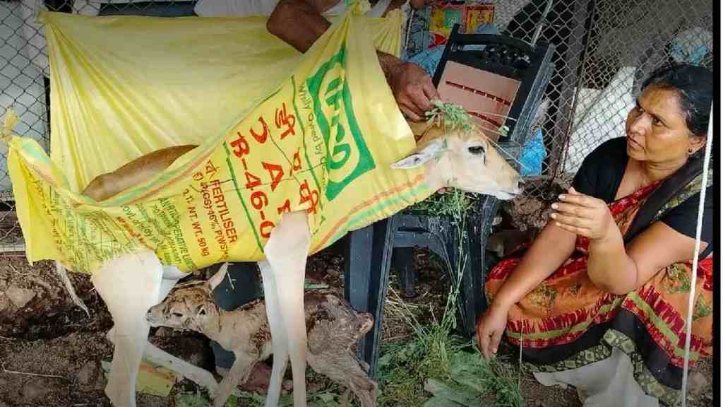 Paralyzed antelope Species deer , Paralyzed antelope Species deer Gives Birth to Healthy Fawn, antelope Species deer, sarparagni wildlife rehabilitation centre, beed,