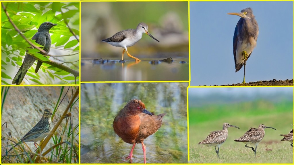 six new birds Amravati