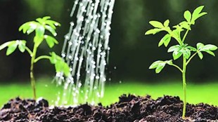 Konkan Railway saplings planted