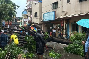 pune heavy rainfall causes trees to fall