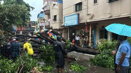 pune heavy rainfall causes trees to fall