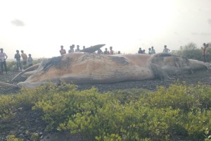vasai virar 25 foot whale marathi news