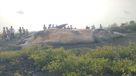 vasai virar 25 foot whale marathi news