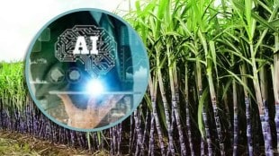 sugarcane production artificial intelligence