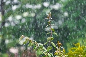 pre monsoon rain marathi news