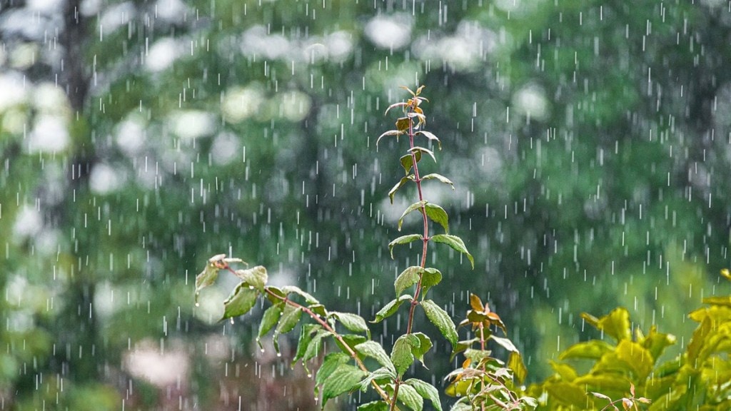 pre monsoon rain marathi news