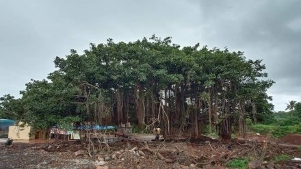 sangli banyan tree marathi news