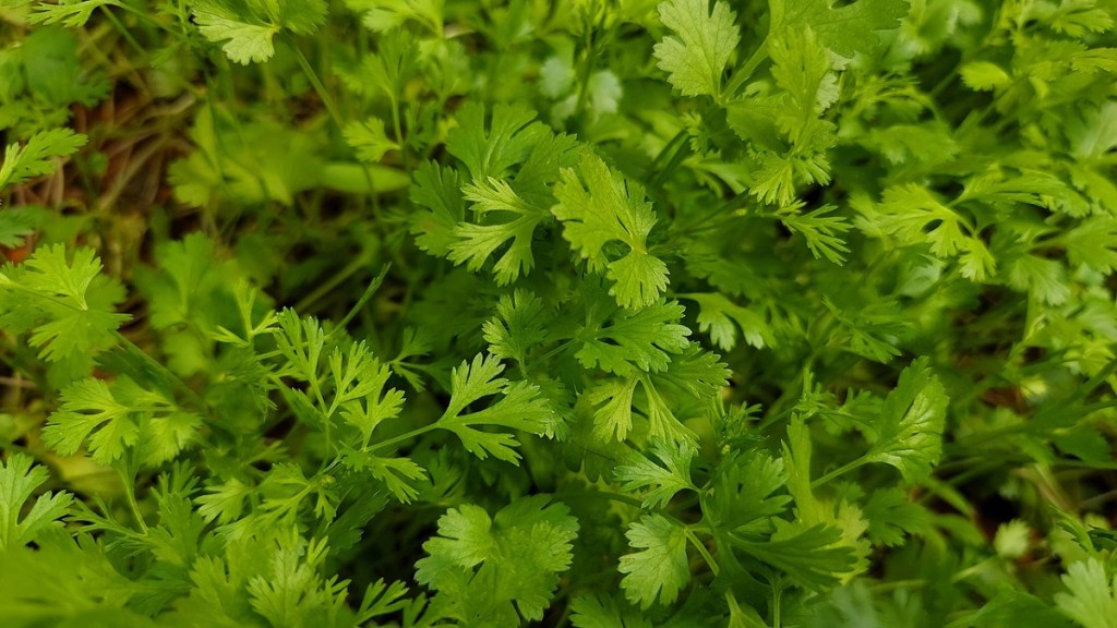 Coriander , Pune, increase,