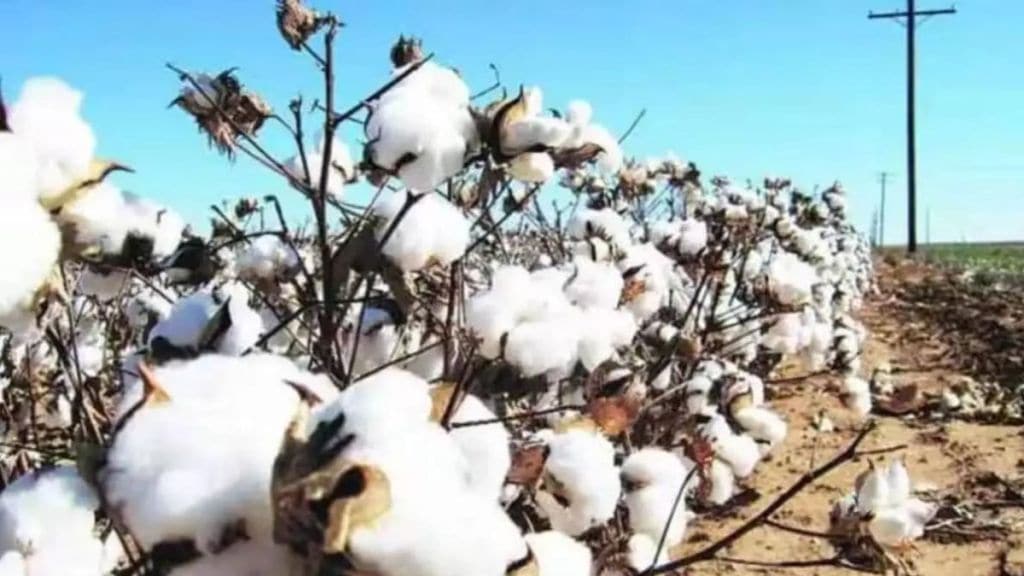 Shortage of specific cotton seeds in Amravati Division