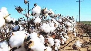 The Central Cotton Production and Utilization Committee predicts a decline in cotton production in the country this year Pune
