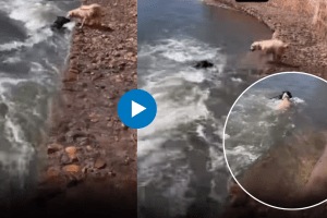 dog jump in water to save his friend who was drowning Real Friendship Viral video