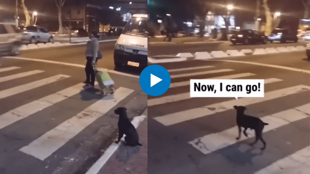 dog obeying traffic rules viral video won the hearts of netizens