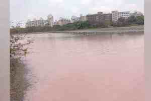 CIDCO, DPS Flamingo Lake, CIDCO Complains About Reopening Water Channels DPS Lake, ganesh naik, navi Mumbai municipal corporation, famingo, environmentalist,
