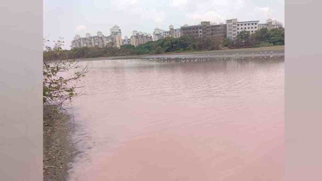 CIDCO, DPS Flamingo Lake, CIDCO Complains About Reopening Water Channels DPS Lake, ganesh naik, navi Mumbai municipal corporation, famingo, environmentalist,