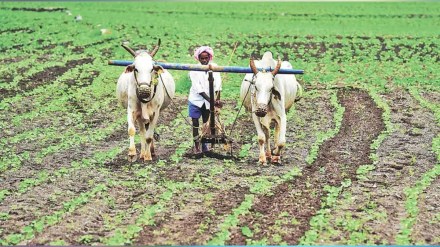 Modi Government Dissatisfaction among farmers Political dividends