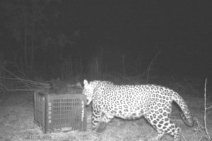 lost calf was eventually taken away by the female leopard