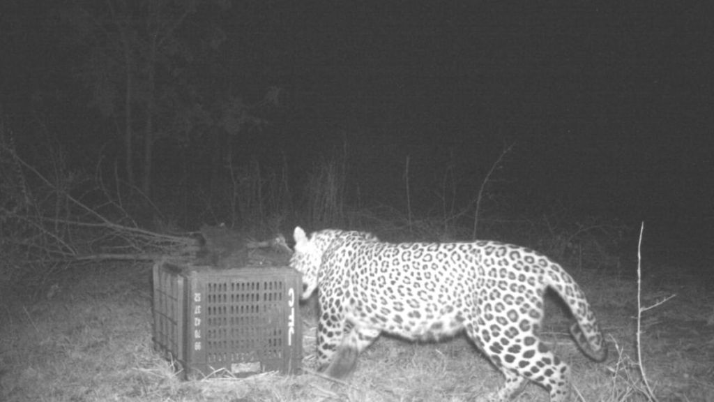 lost calf was eventually taken away by the female leopard