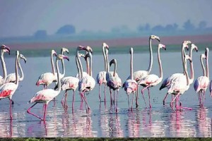 flamingo, flamingo habitat, Environmentalists Raise Alarm Over Drone Use flamingo, Drone Use near Flamingo in navi Mumbai, CM eknath Shinde Orders Investigation Drone Use near Flamingo,