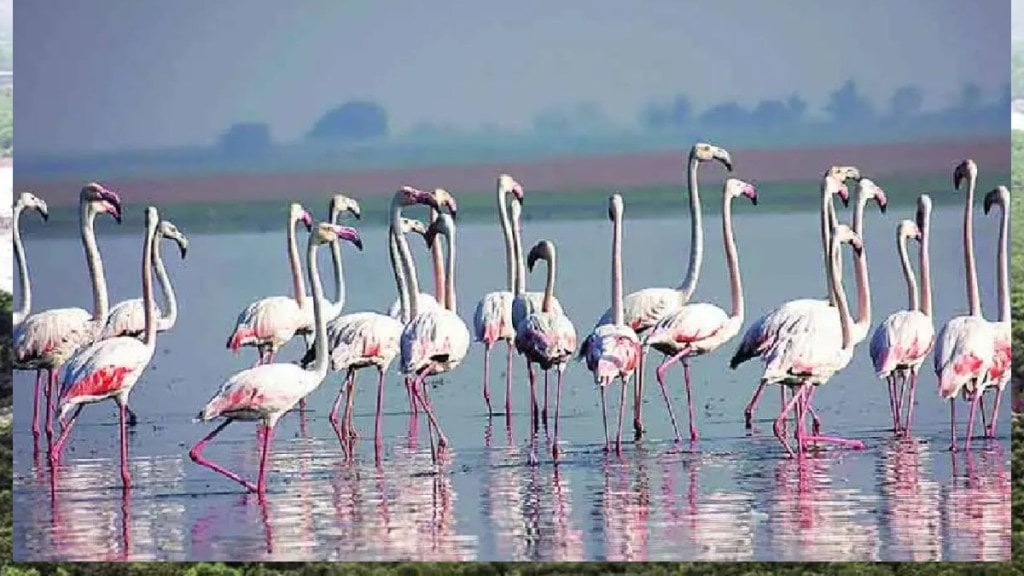 flamingo, flamingo habitat, Environmentalists Raise Alarm Over Drone Use flamingo, Drone Use near Flamingo in navi Mumbai, CM eknath Shinde Orders Investigation Drone Use near Flamingo,