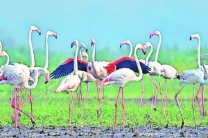 Green Judiciary Note on Flamingo Death Forest Department along with CIDCO notice to authority
