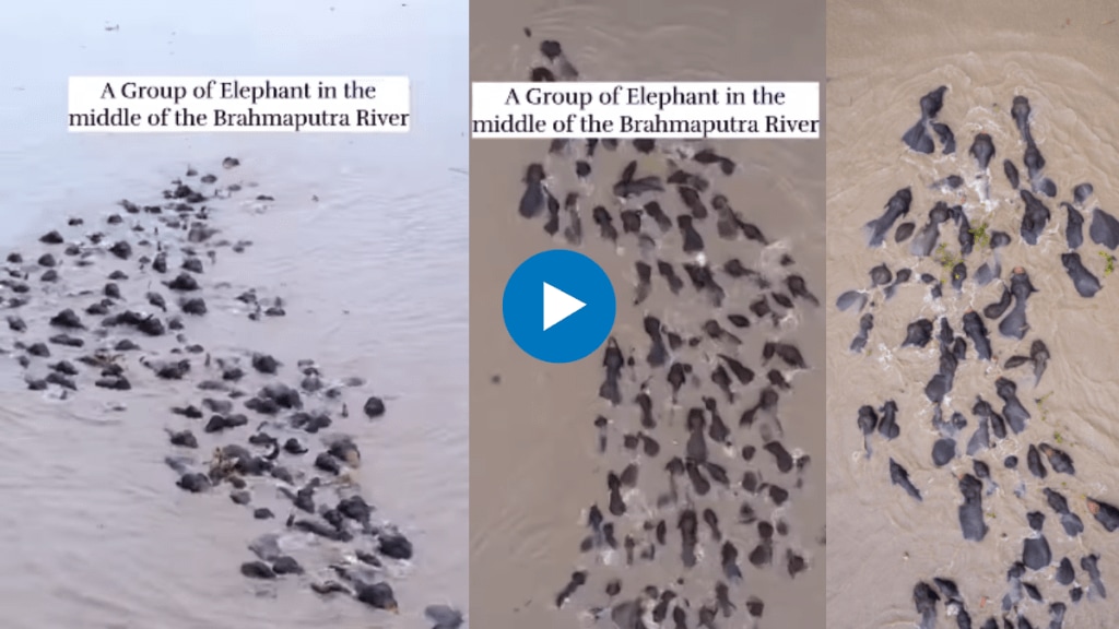 herd of elephants swimming across deep waters of brahmaputra river breathtaking drone footage captured by photographer