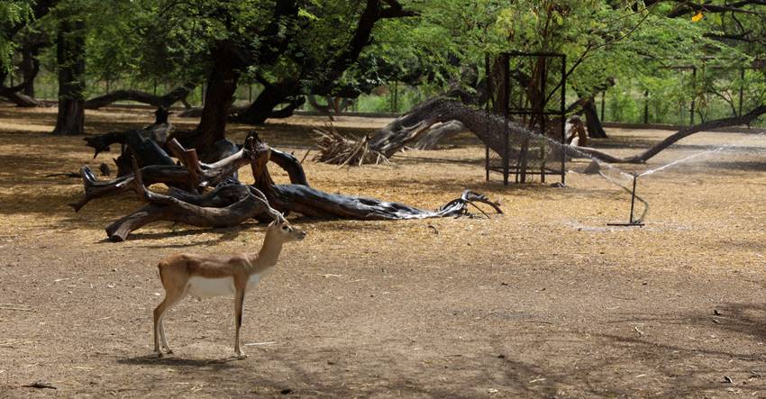 Delhi heat wave Animals Pictures