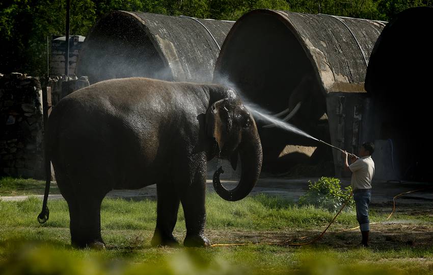 heat also affects animals