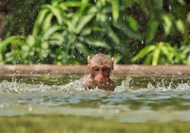 Monkey in Heat Wave