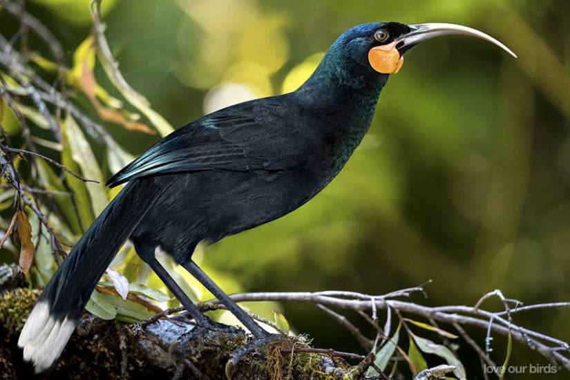 feather of huia bird