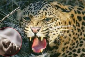 school boy killed in leopard attack in shirur
