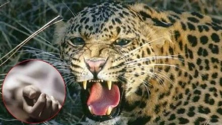 school boy killed in leopard attack in shirur