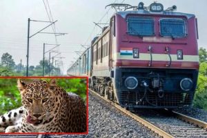 leopard died in a train collision near Chanakha village in Rajura