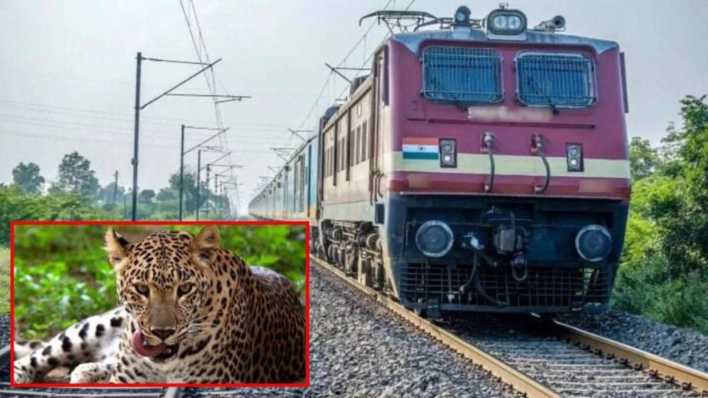 leopard died in a train collision near Chanakha village in Rajura