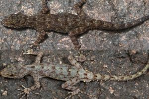Discovery of two new endemic species of lizard from Kalsubai and Ratangad forts