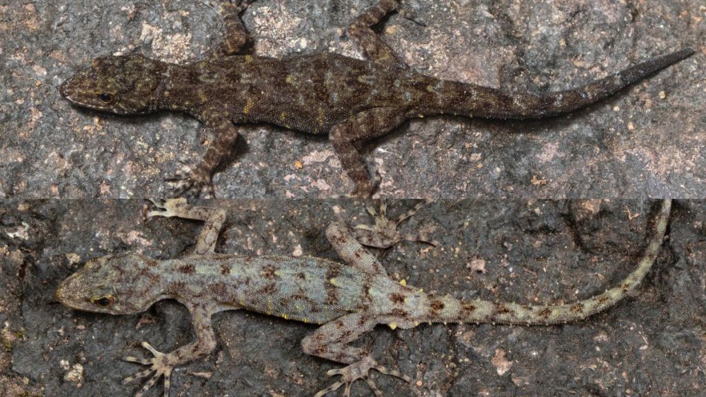 Discovery of two new endemic species of lizard from Kalsubai and Ratangad forts