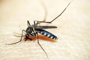 number of malaria patients increased in Gadchiroli Health Department asked ICMR for research