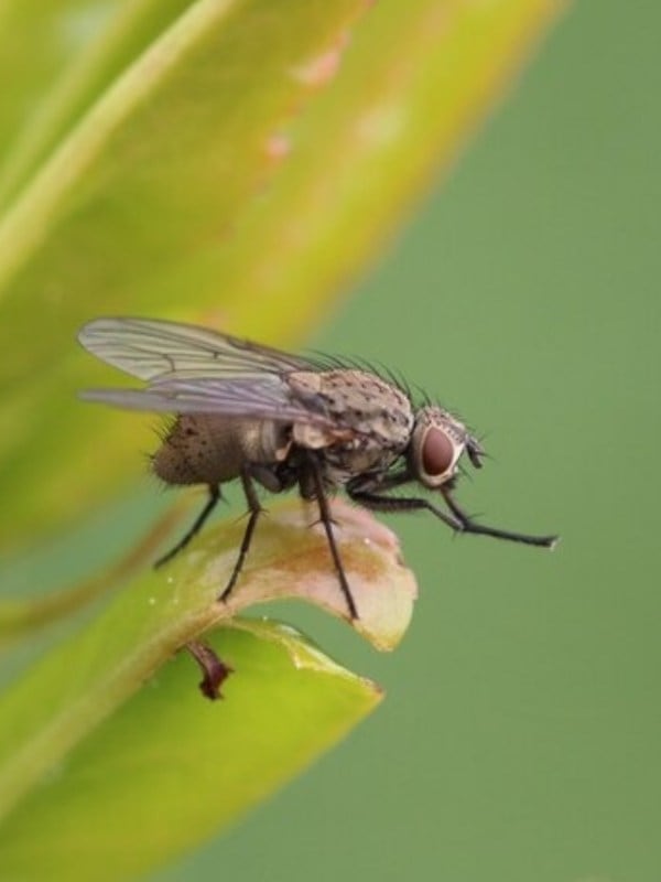 monsoon-houseflies-problem