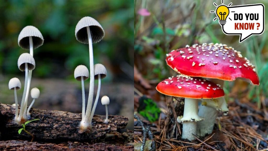 most poisonous mushrooms