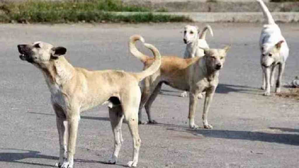 Stray Dog Menace, Stray Dog Menace in Nagpur, Senior Citizen Seriously Injured in Stray Dog attack, stray dog attacks in Nagpur, marathi news,