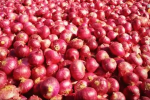 Onion procurement rate across the state is uniform 2940 per quintal