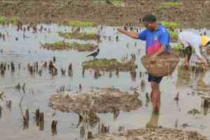 Uneven Rainfall in Raigad District, Double Sowing in raigad distict, Uneven Rainfall in Raigad Concern Among Farmers, Double Sowing Required raigad due to Uneven Rainfall, Uneven Rainfall, Double Sowing,