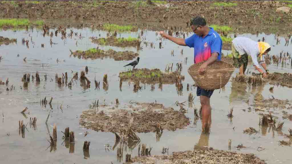 Uneven Rainfall in Raigad District, Double Sowing in raigad distict, Uneven Rainfall in Raigad Concern Among Farmers, Double Sowing Required raigad due to Uneven Rainfall, Uneven Rainfall, Double Sowing,