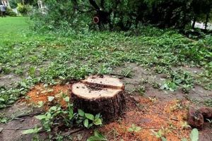 Three sandalwood trees from the residence area of Chief Conservator of Forests were stolen by unknown thieves