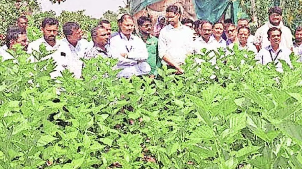 sericulture farming in solapur district