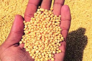 Sorghum procurement target reduced in six districts of the Maharashtra state